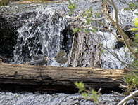 American Dippers 